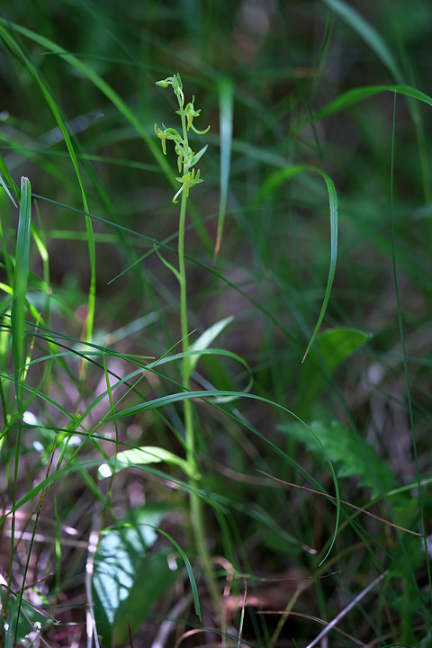 DSR04195