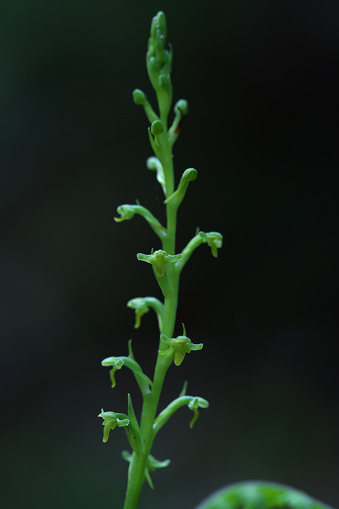 DCV05066
