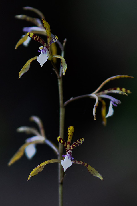 DCV01326-2