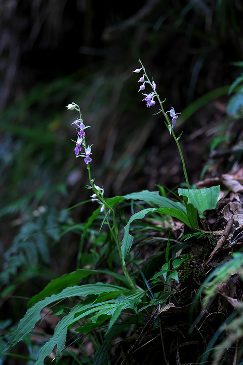 DCV06375