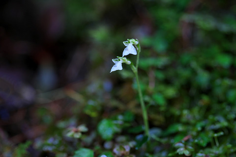 DSR01618