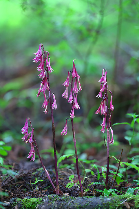 DCR09734・09735・09738st