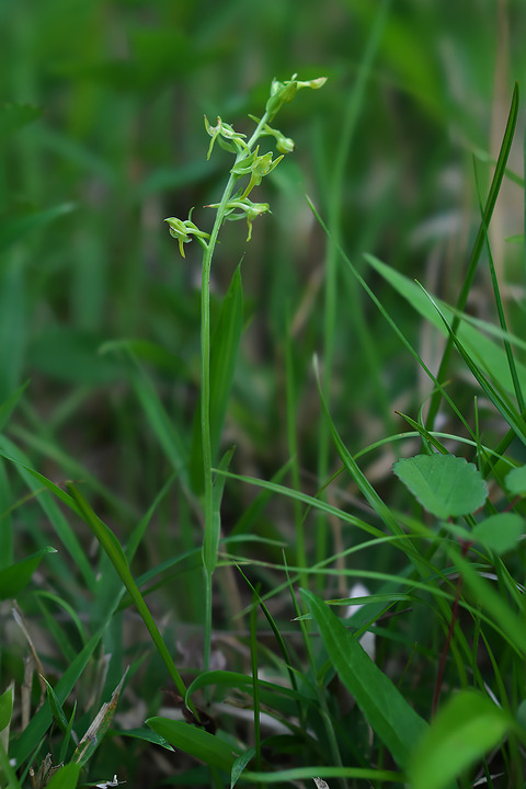 DCR01018