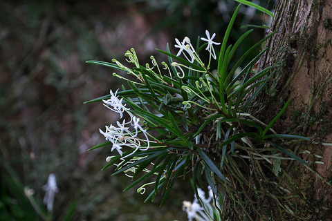 DSR08709