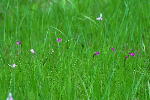 DCR03375・3376st