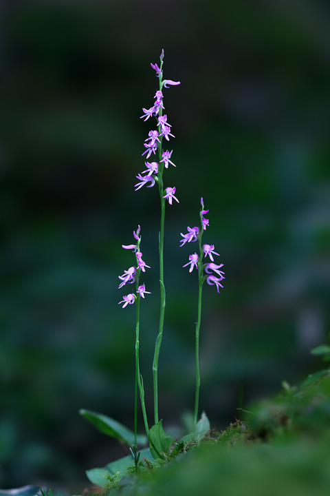 DCR05905