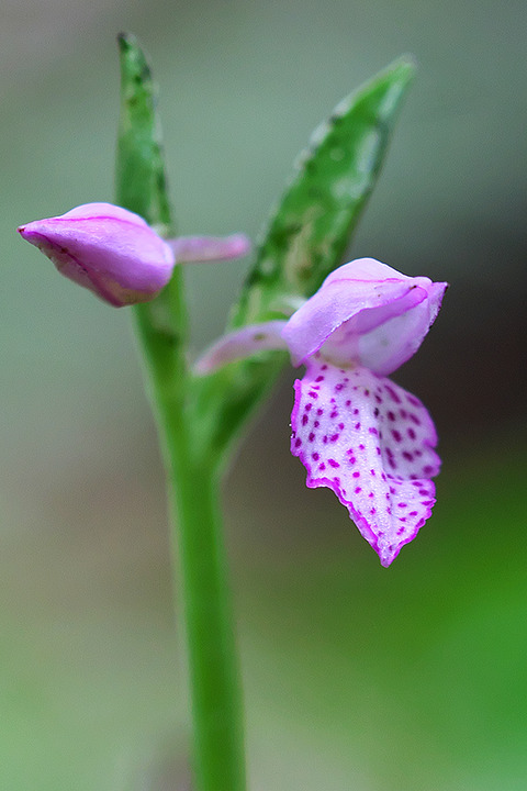 DSR06586