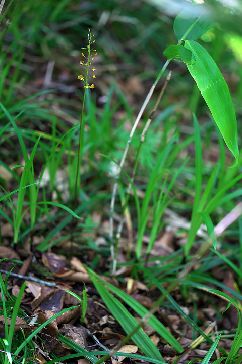 DCV04082
