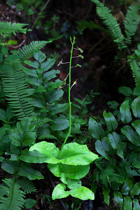 DCR00594-602・609-613st-