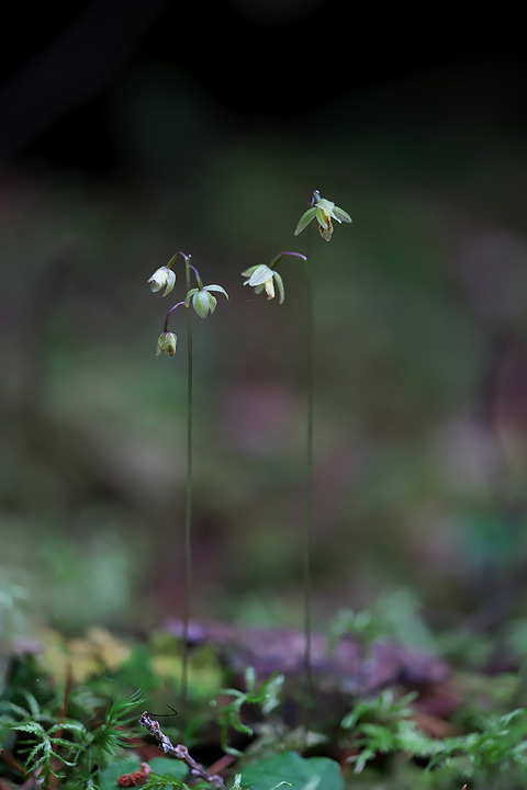 DCR03974・3975・3981st