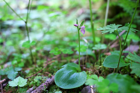 DSR06574
