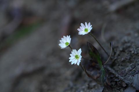 DSC04274・04275st