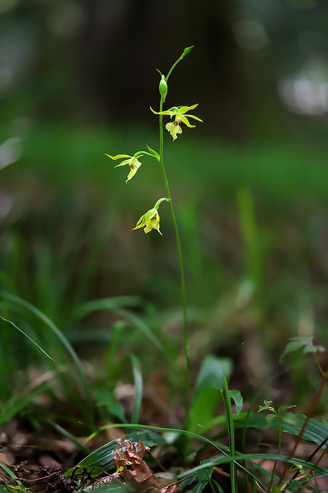 DCR04392・4393st