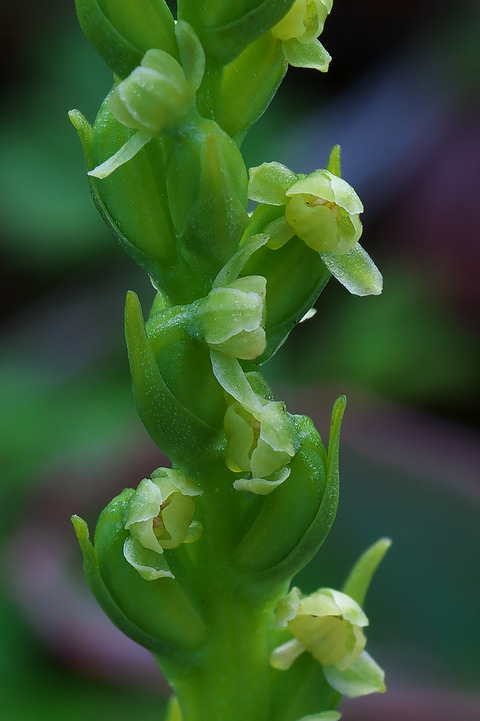 DCR04269・4272・4277st2