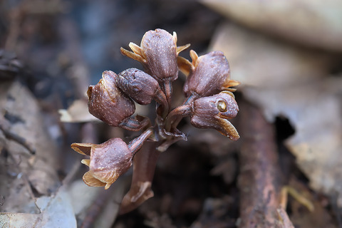 DCR07253-7255・7257-7261st