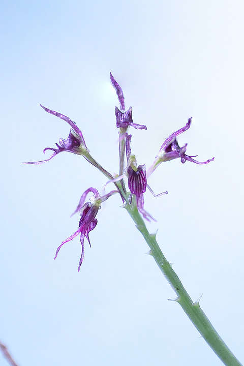 DCV03492・3513・3516・3517st2