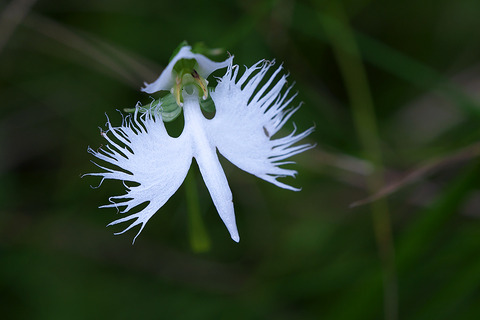 DSR01091