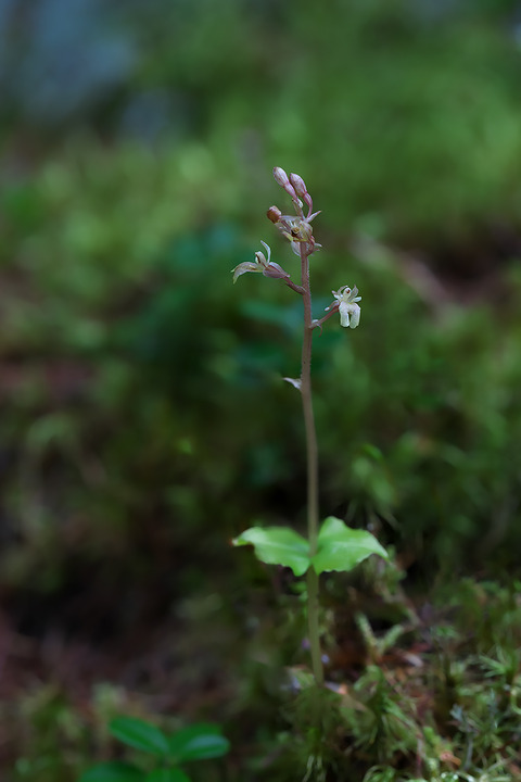 DCR04886・4889・4890・4893st