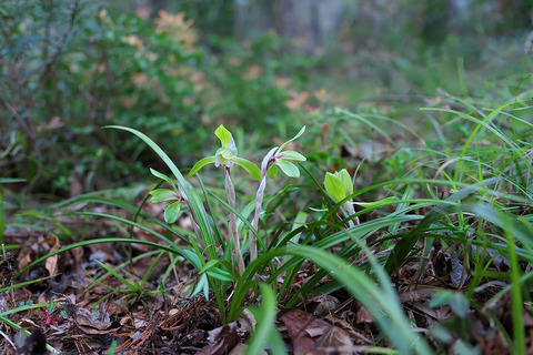 DCR01770