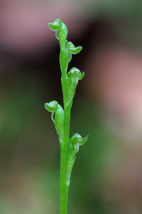 DSR04225_2