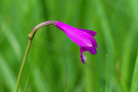 DSR06679