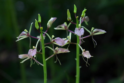 DCR03584・3586・3588st