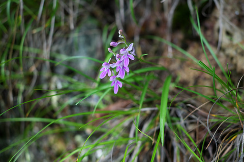 DSR07827