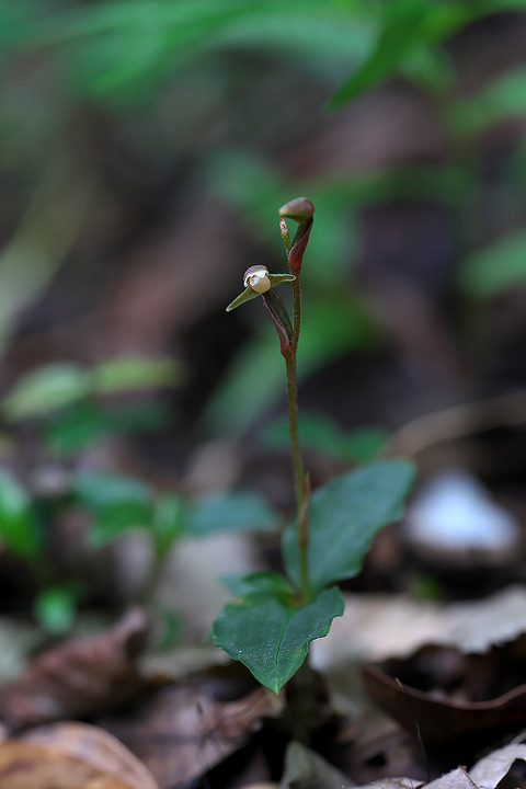 DCV07040