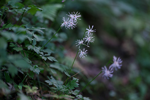 DSC03668-03669st
