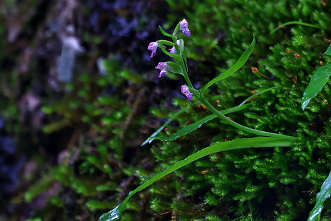 DCR05167