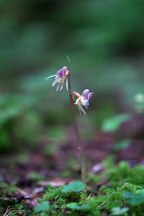 DCR05369・5372・5373st