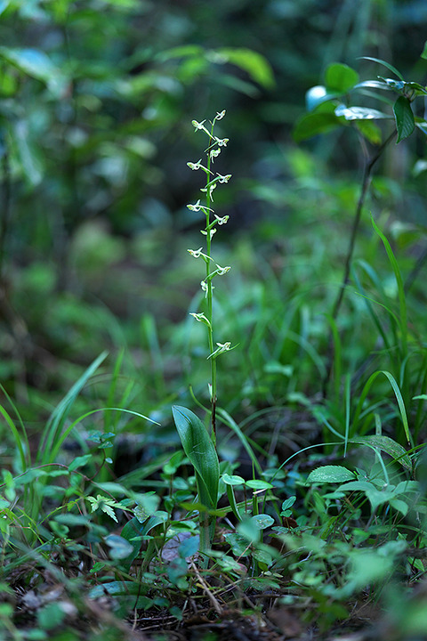 DSR00173
