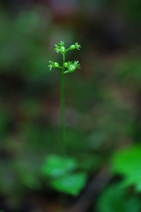 DCR08787・08791・08794st