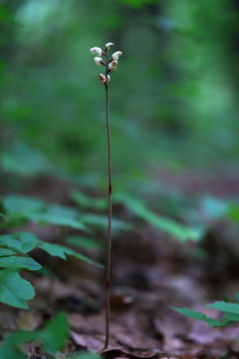 DCR05404