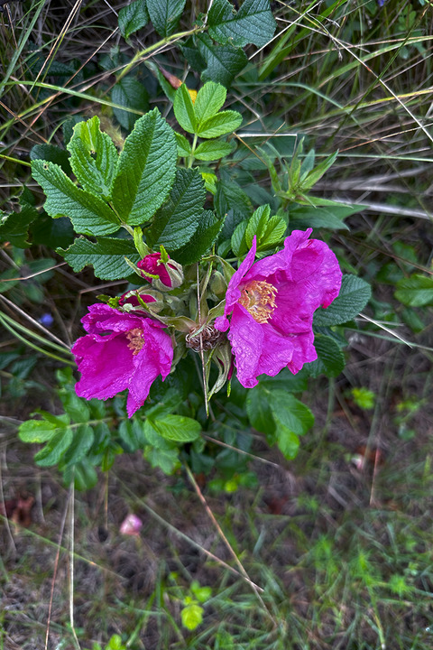 IMG_6036