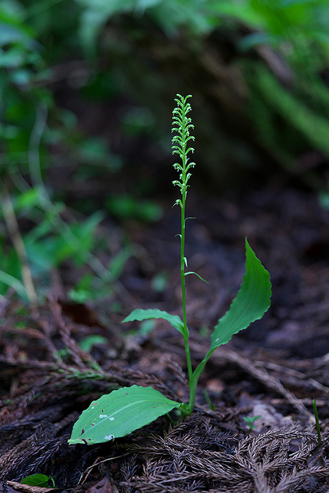 DSR00567