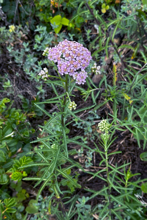 IMG_6040