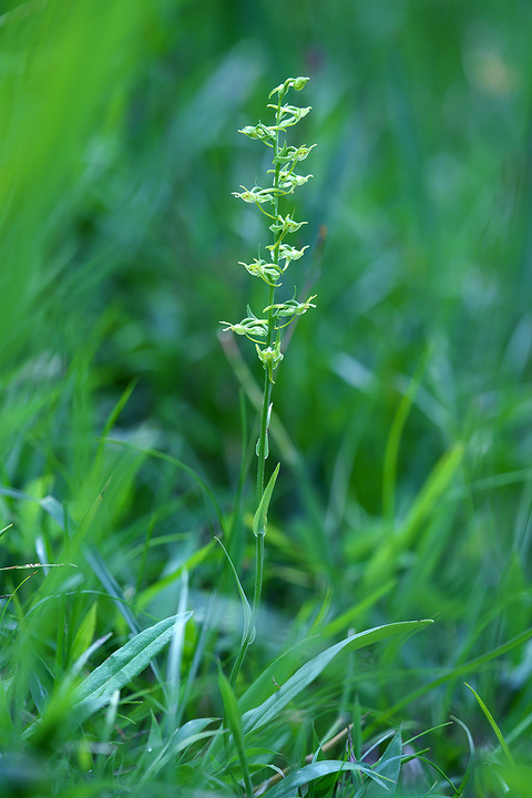 DSR01506