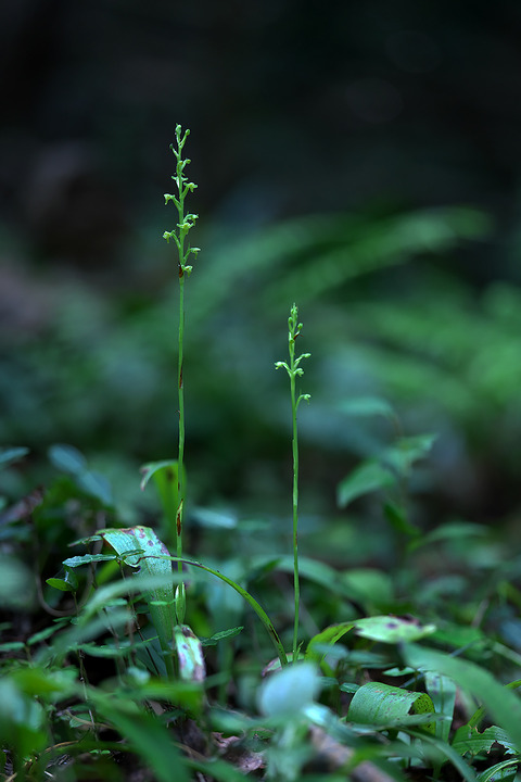 DCV05053