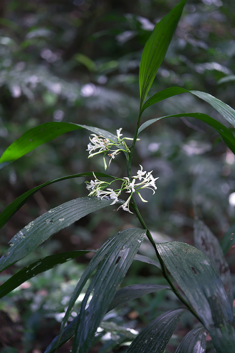 DSR04767