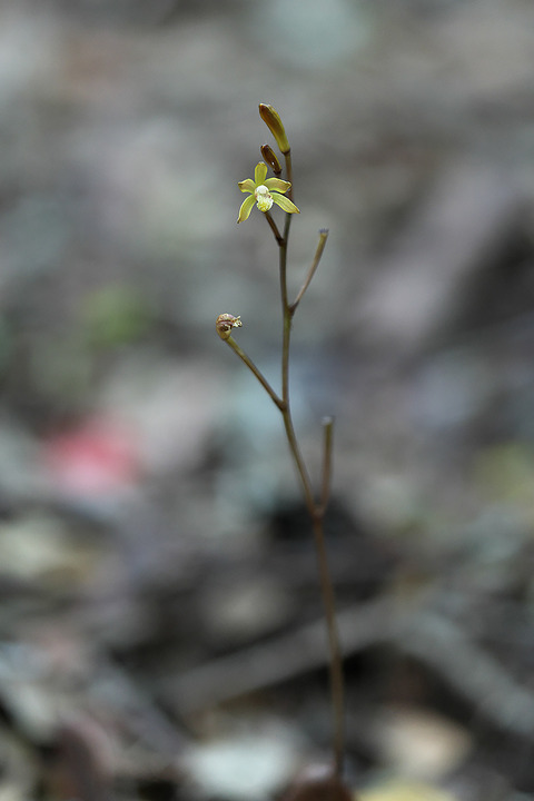 DCR04944・4948・4951・4952st