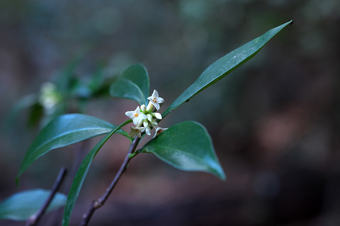 DSR09770