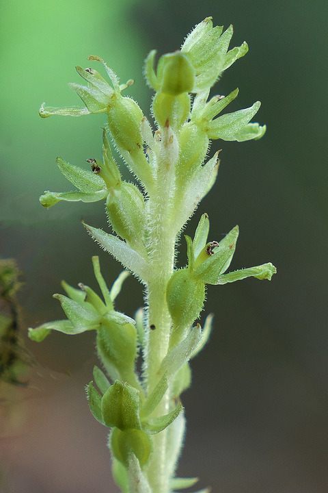 DCV06874