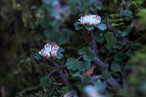 DCR09076