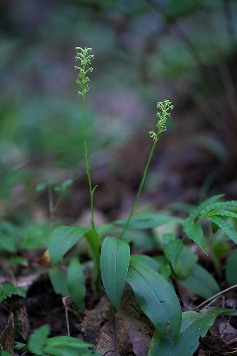 DSR05364