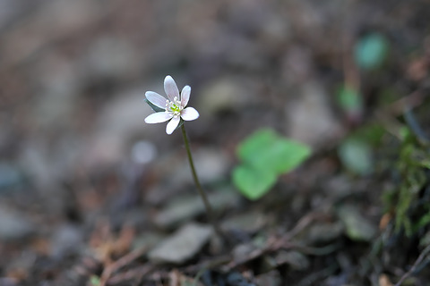 DSC04334