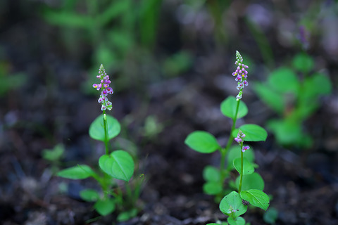 DCR03621・3626・3627st