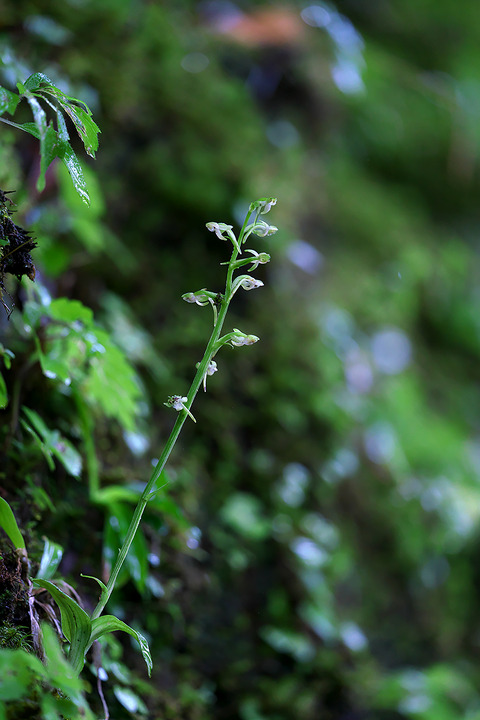 DSC08187・08188st