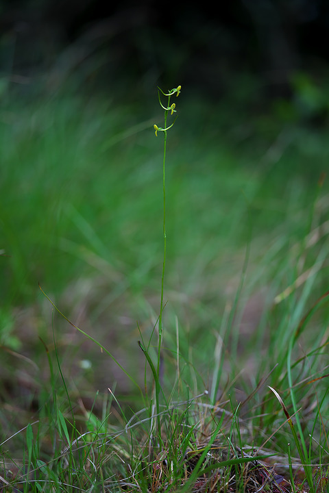 DCR07175