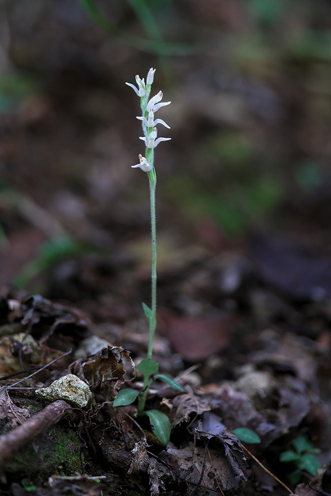 DCV06371